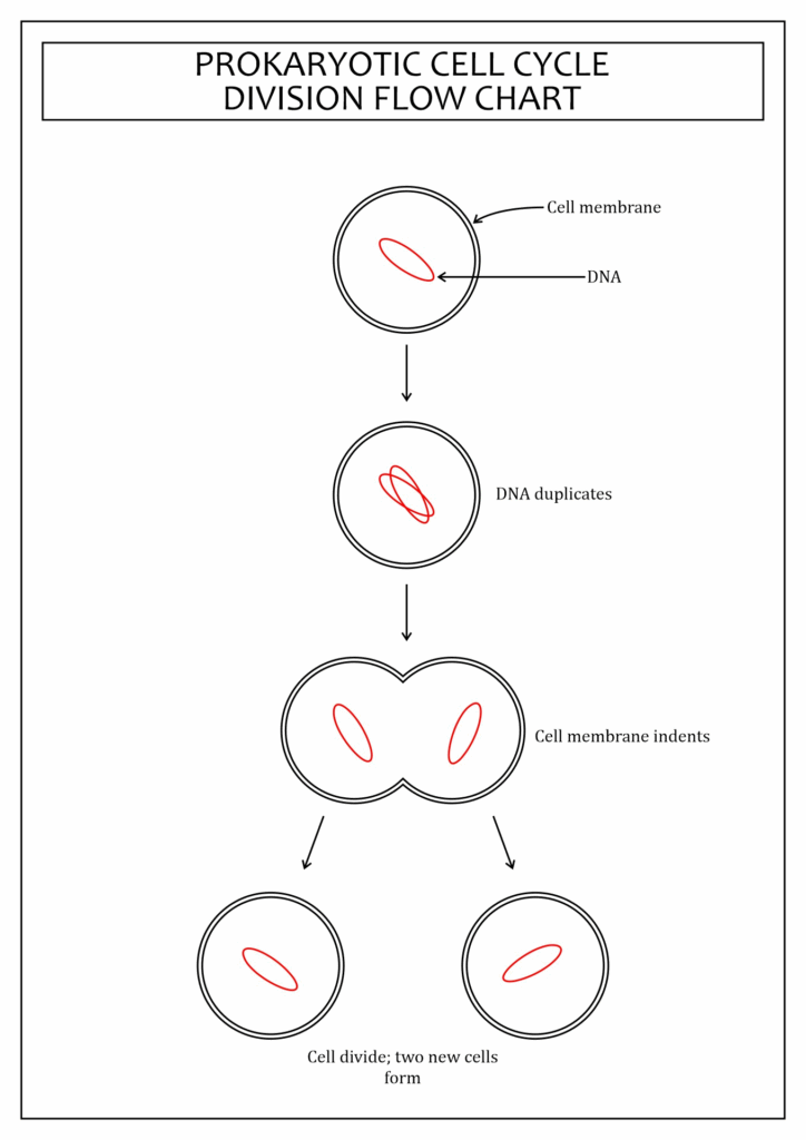12 Cell Flow Chart Robhosking Diagram