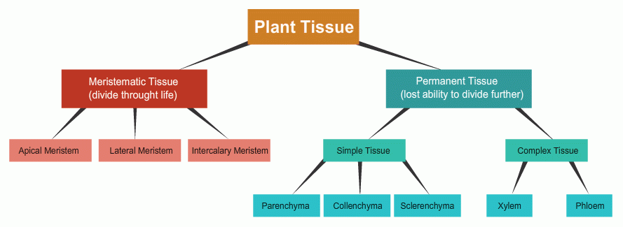 A Flow Chart On Plant Tissues Urgent Plz Fast Science Tissues 