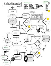 Activity 18 Cellular Respiration Flow Chart Answers pdf Cellular 
