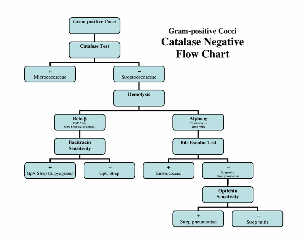 Actual Microbiology Gram Positive Cocci Flow Chart Gram Negative The 