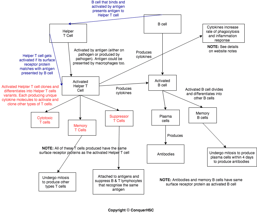 Adaptive Immunity Flow Chart