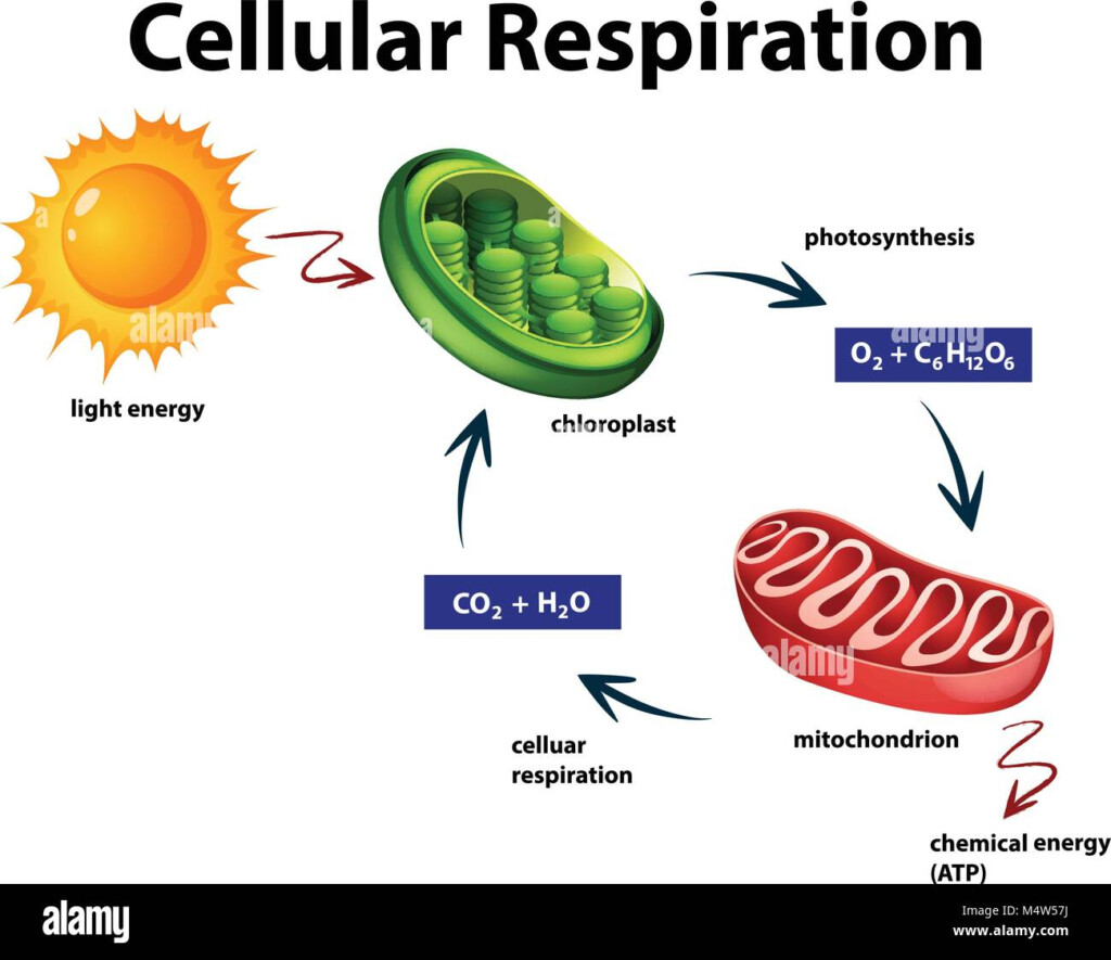 Aerobic Respiration Cellular Respiration Stock What Are The End 