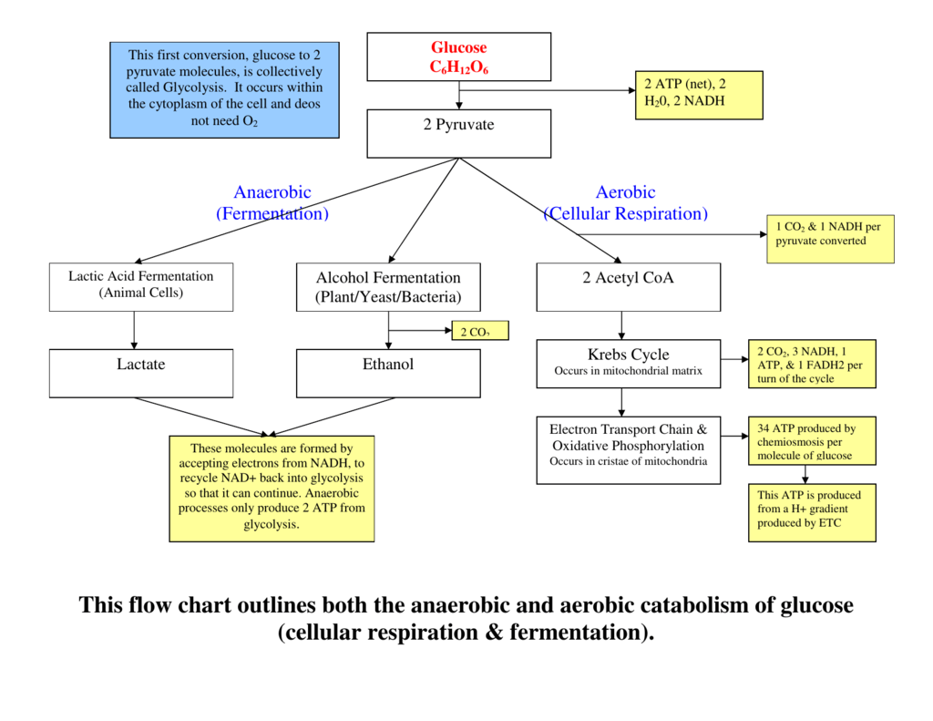 Anaerobic Respiration Flow Chart
