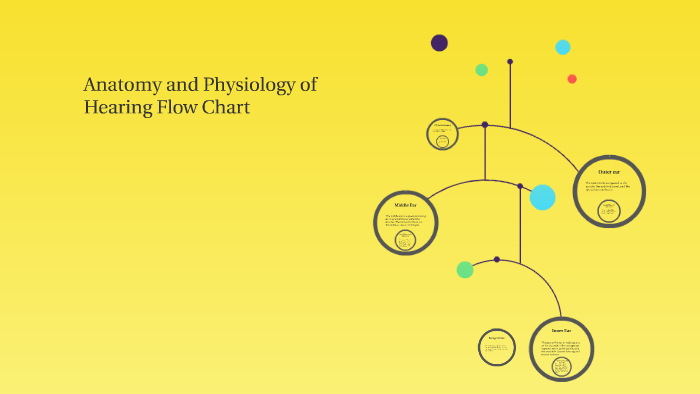 Anatomy And Physiology Of Hearing Flow Chart By Maya Kleinsorge On Prezi