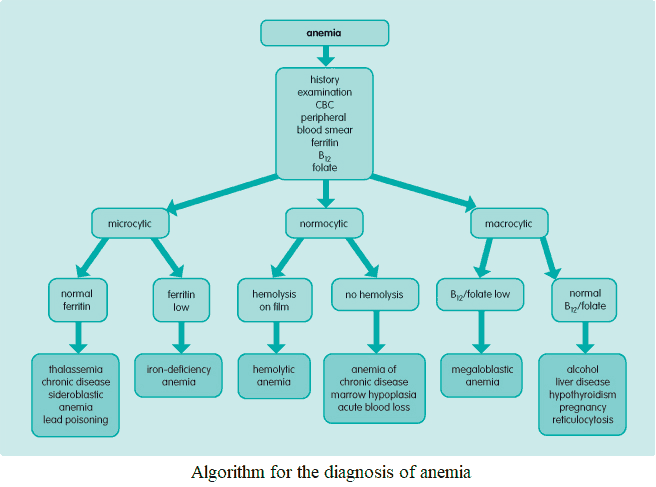 Anemia Diagnosis Flow Chart