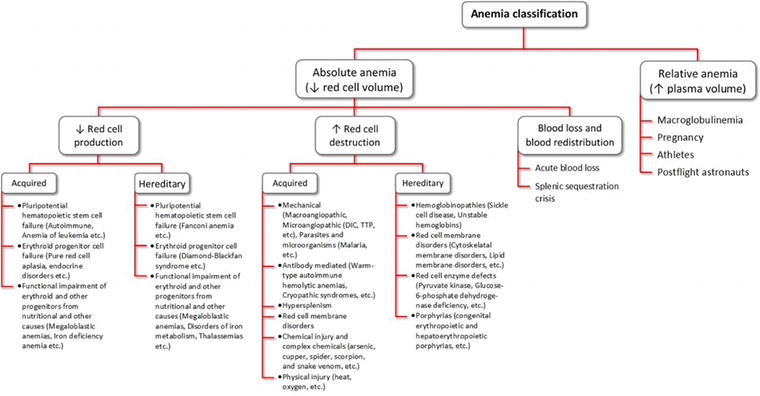 Anemia Work Up Flow Chart