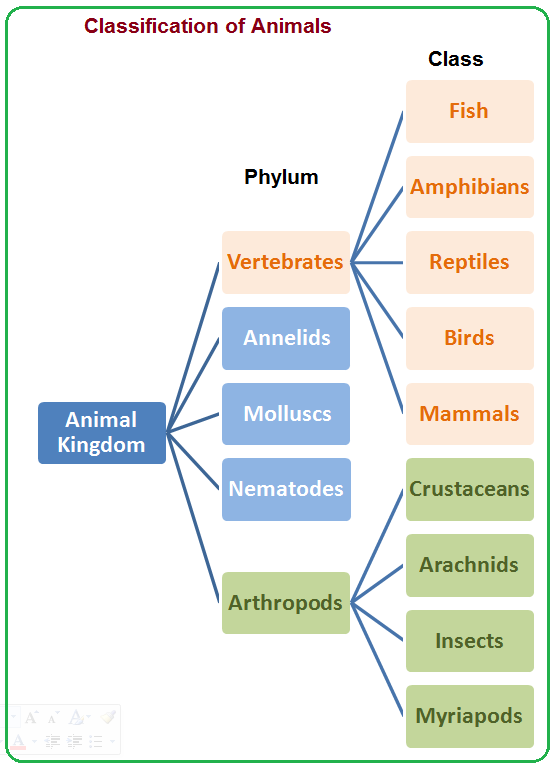 Animal Classification Kingdom Phylum Chart