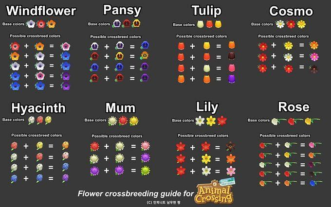 Animal Crossing New Horizons Flower Breeding Guide Everything You 
