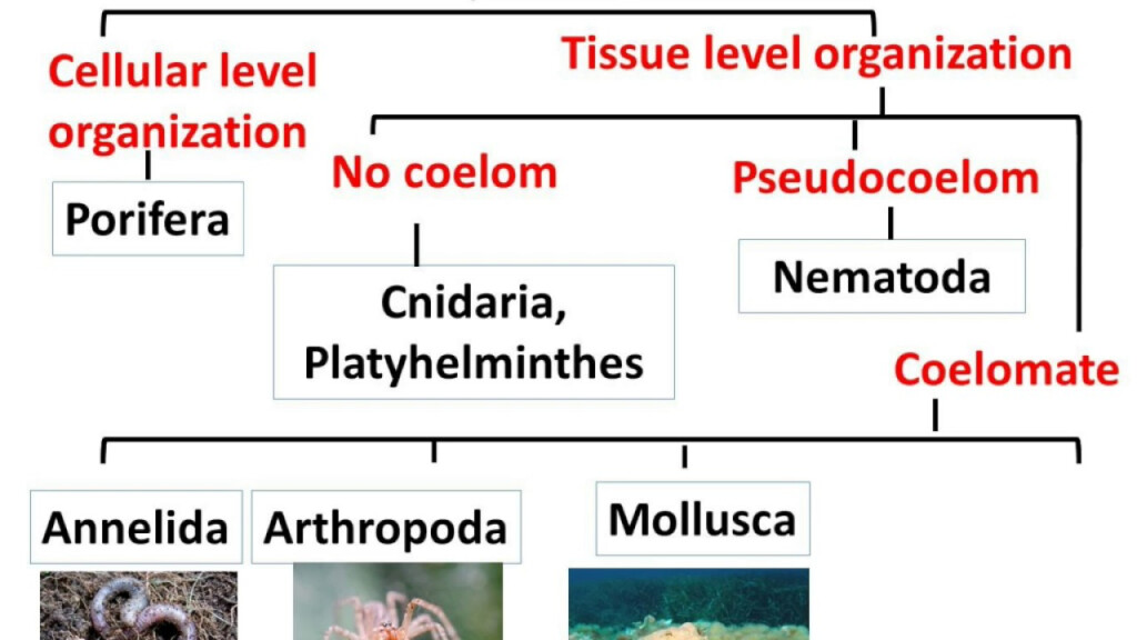 Animal Kingdom Classification Flow Chart Maggie S Teachers Lounge Riset