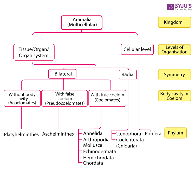 Animal Kingdom Concept Map An Overview Of Animal Kingdom What Is Lewis 