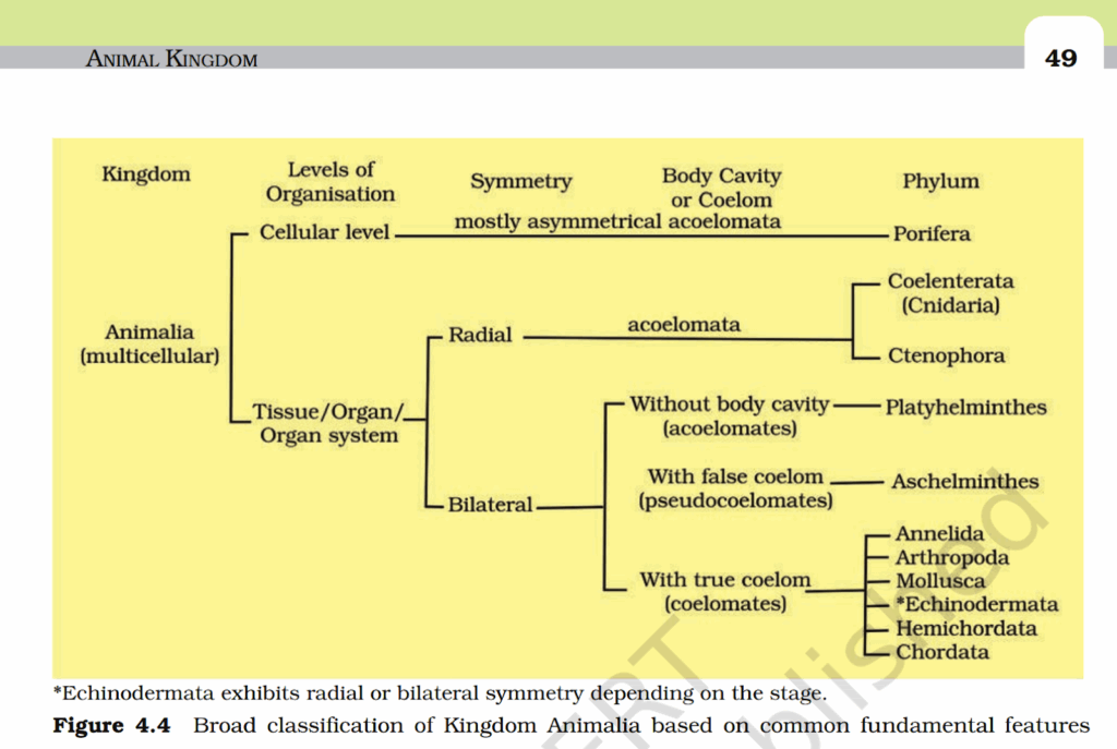 Animal Kingdom Flow Chart