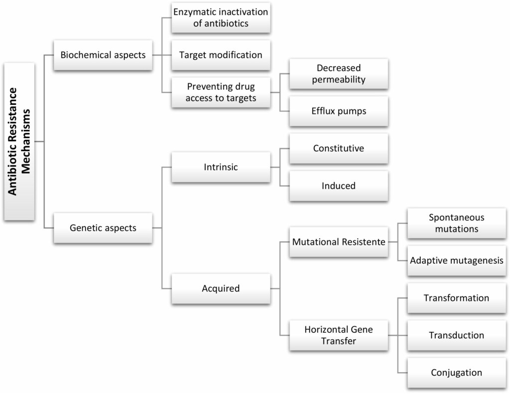 Antibiotic Resistance Flow Chart