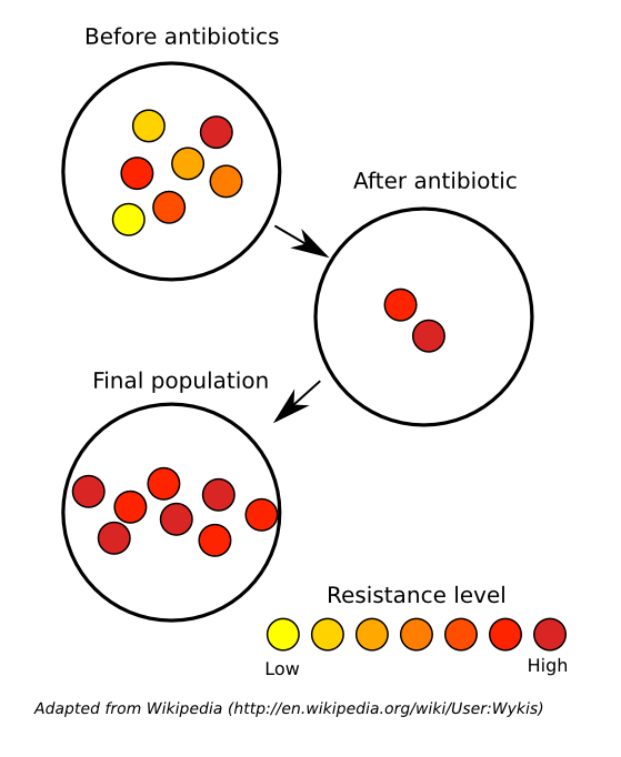 Antibiotic Resistance Flow Chart