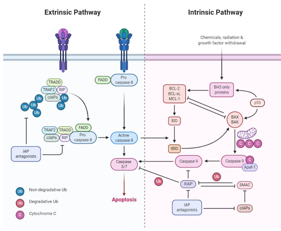 Apoptosis Signal Pathway