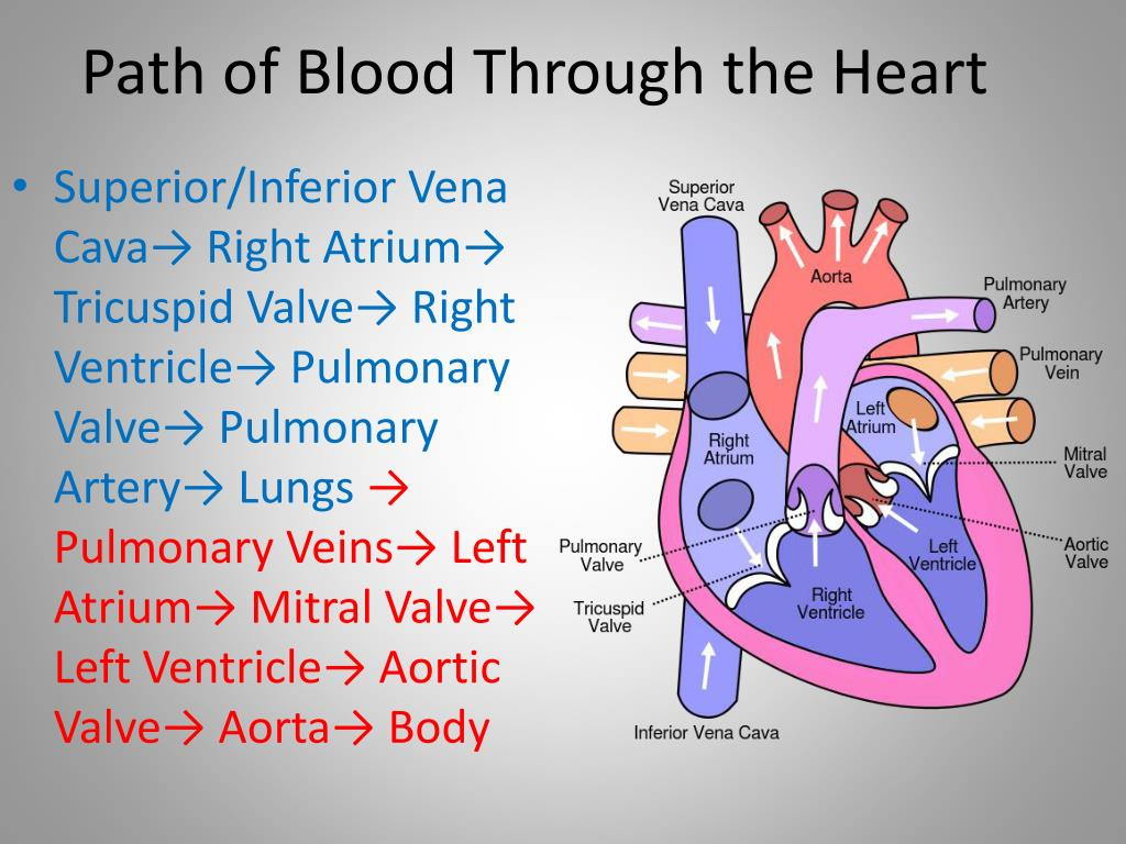 Arterial Blood Flow Chart