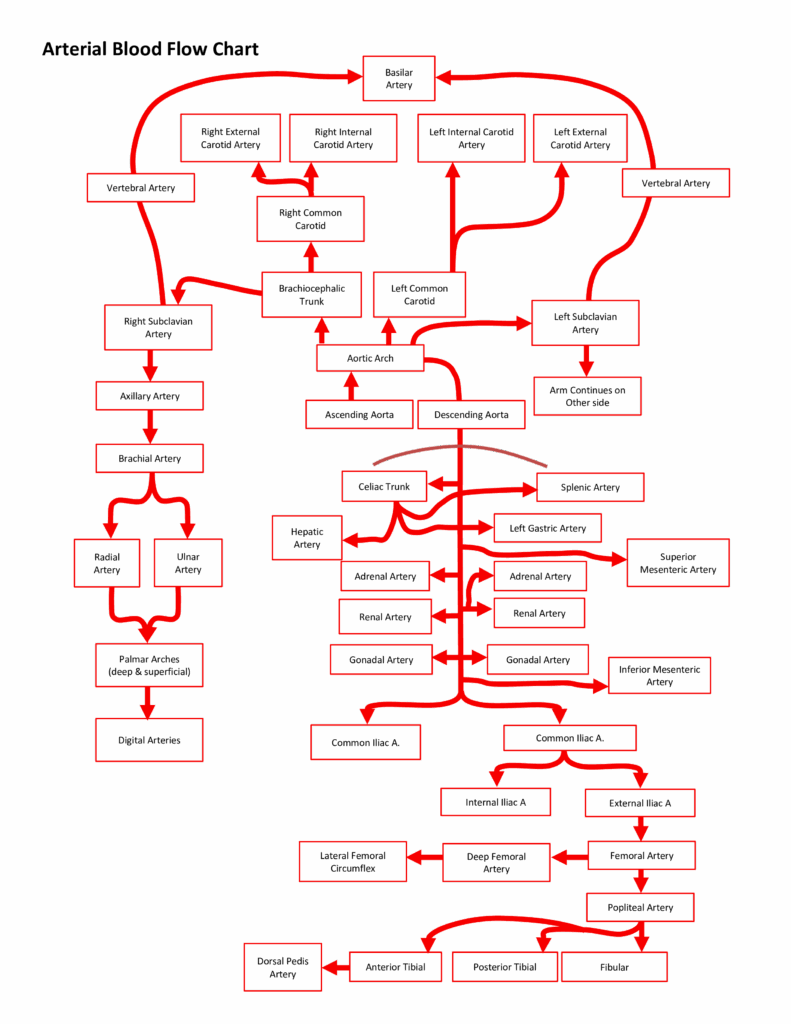 Arterial Flow Chart