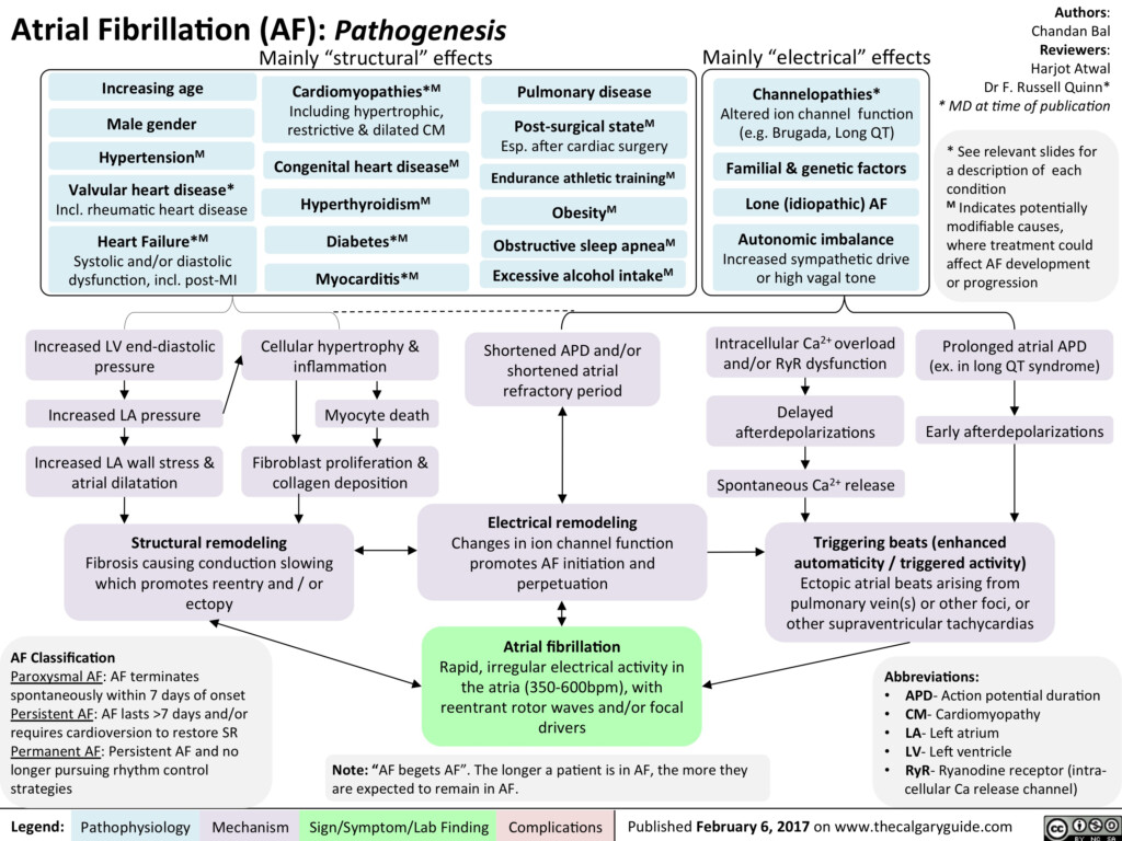 Atrial Fibrillation Pathogenesis Calgary Guide