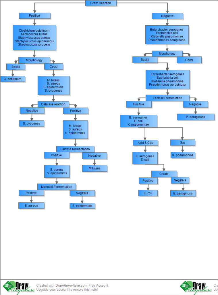 Bacteria Identification Flow Chart Gram Positive Bacteria Flow Chart 