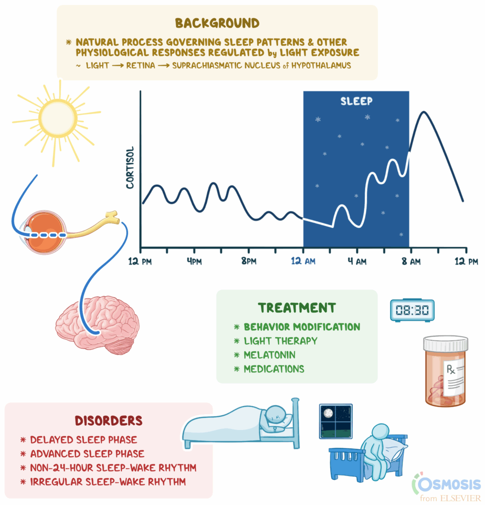 Balancing Blue Light Circadian Rhythm Body Clock Circ Vrogue co