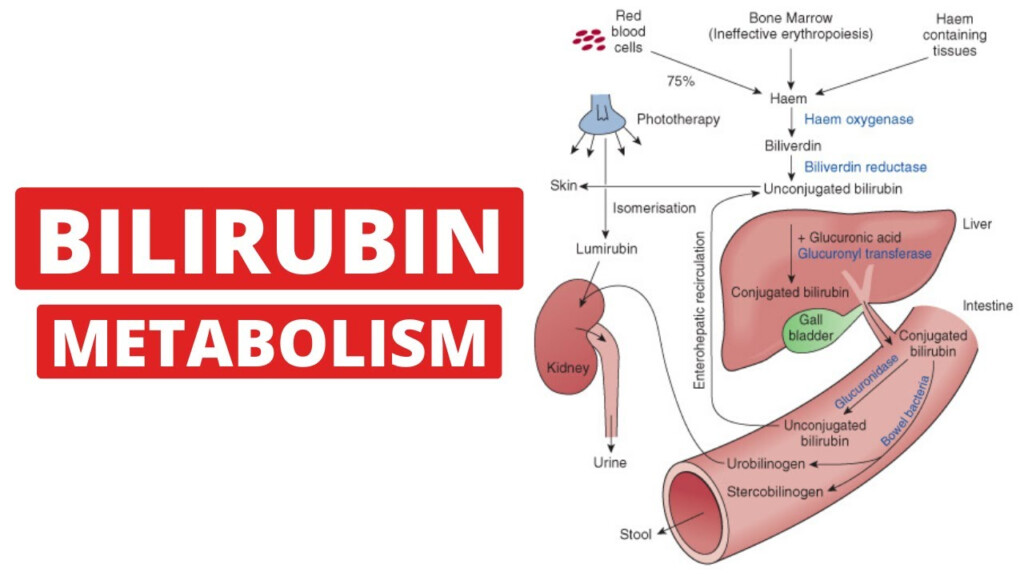 Bilirubin Metabolism Flow Chart