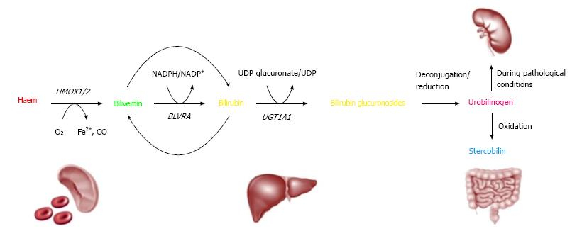 Bilirubin Metabolism Flow Chart Ponasa
