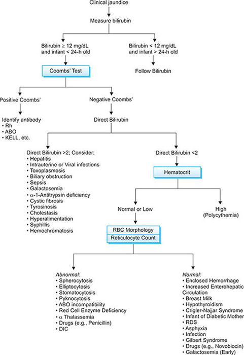 Bilirubin Metabolism Flow Chart Ponasa
