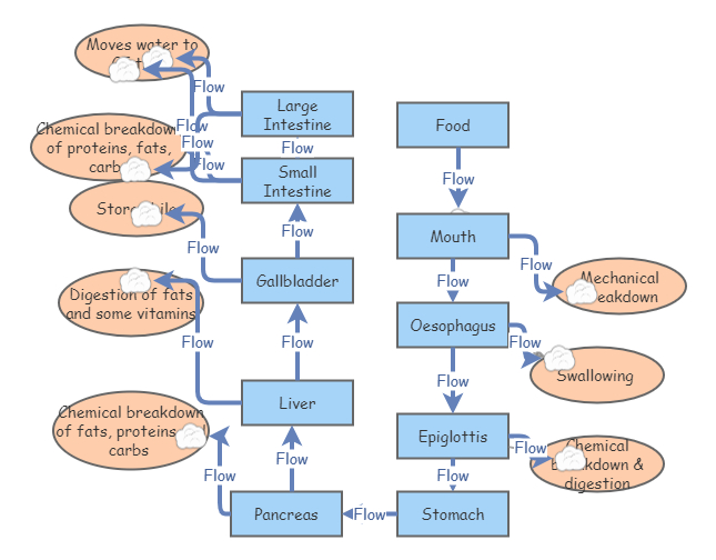 Bio Digestive System Flow Chart Insight Maker