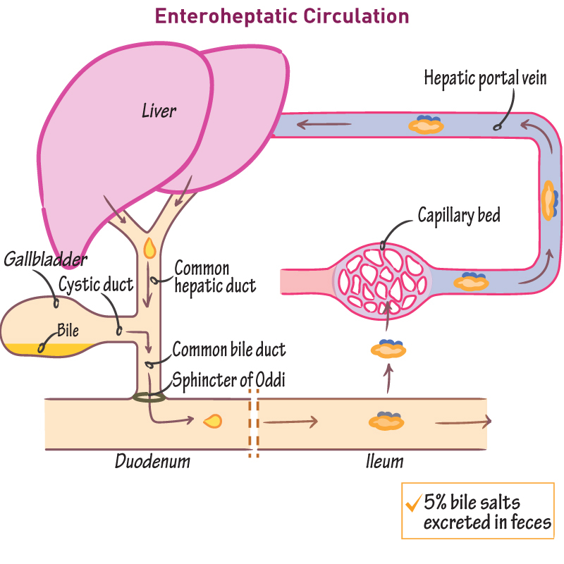 Biochemistry Glossary Enterohepatic Circulation Draw It To Know It