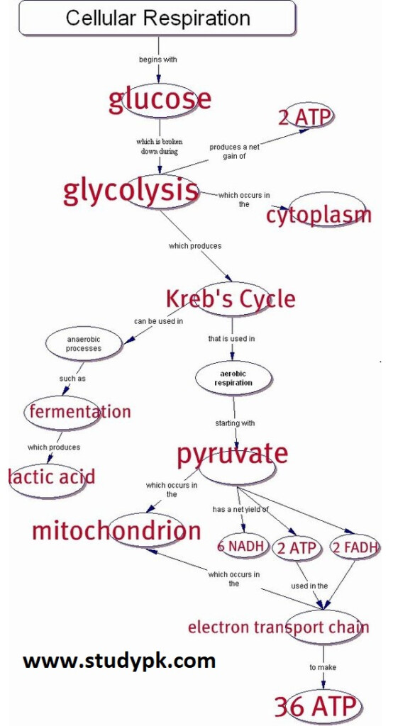 Biology Flow Chart For Cellular Respiration StudyPK