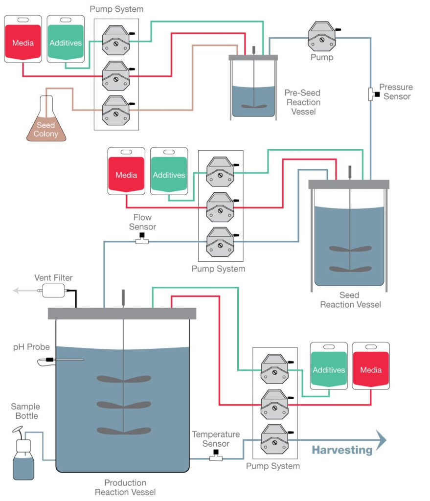 Bioprocessing Fermentation Process Workflow Products From Masterflex