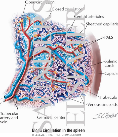 Blood Circulation In The Spleen