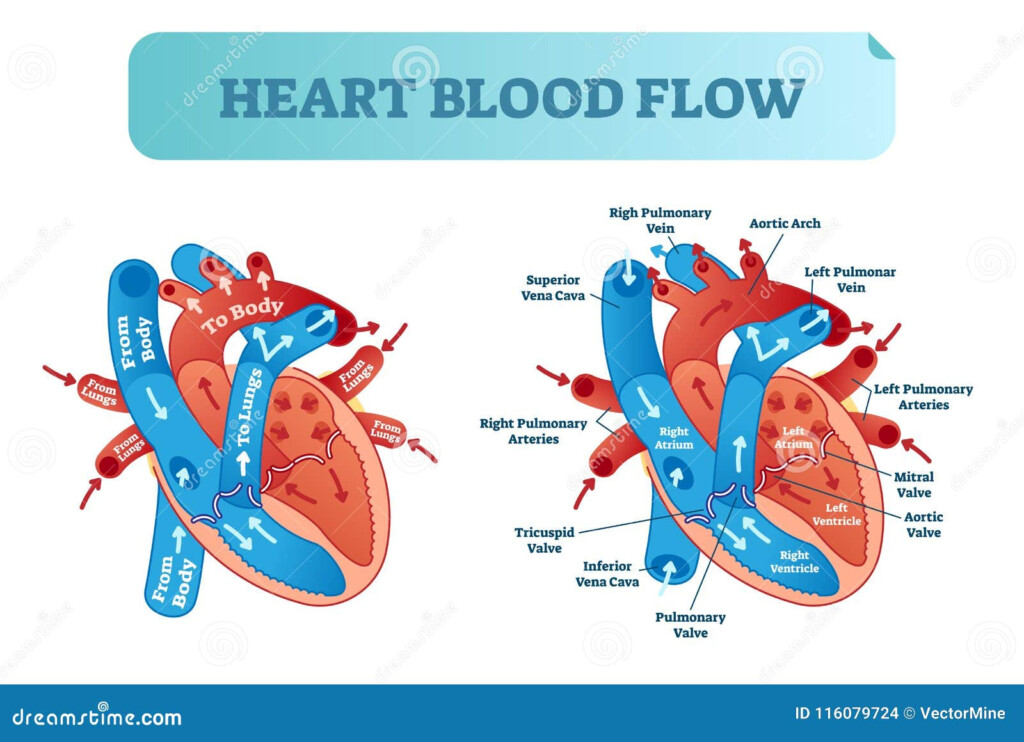 Blood Circulation System Flow Chart Anime Telegram
