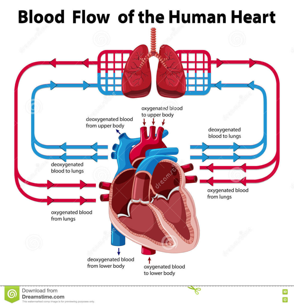 Blood Flow Clipart 20 Free Cliparts Download Images On Clipground 2024