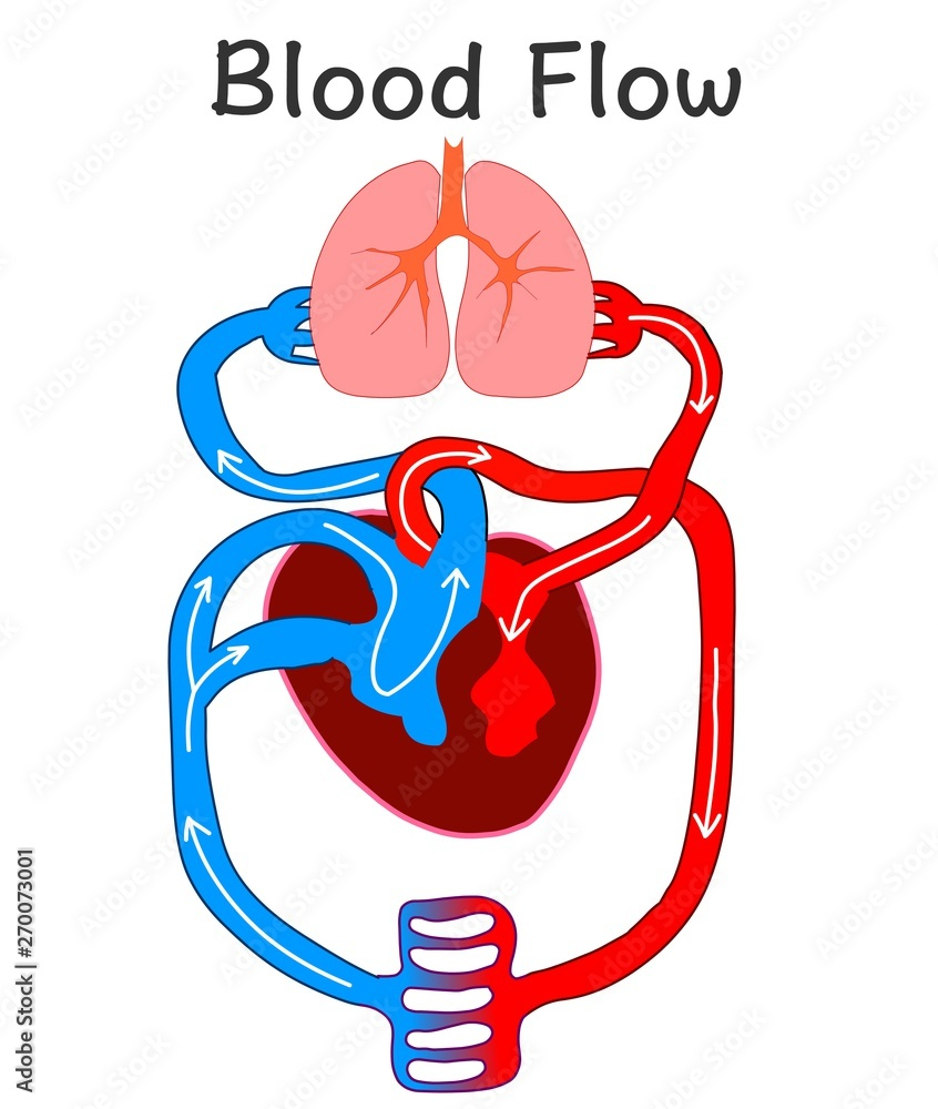 Blood Flow Heart Anatomy Formation Human Circulation System Biology 