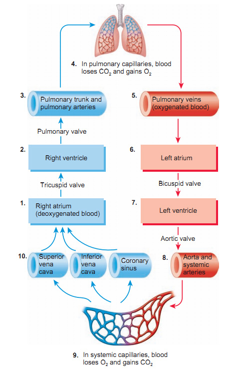 Blood Flow Of The Heart Antranik