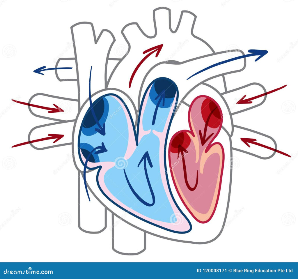 Blood Flow Of The Heart Diagram Stock Vector Illustration Of Medical 