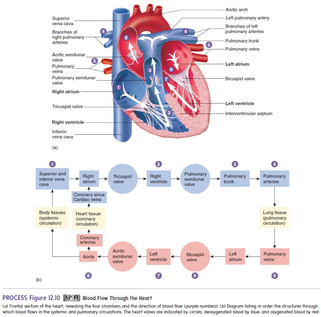 Blood Flow Through The Heart Chart Heart Blood Flow C Vrogue co