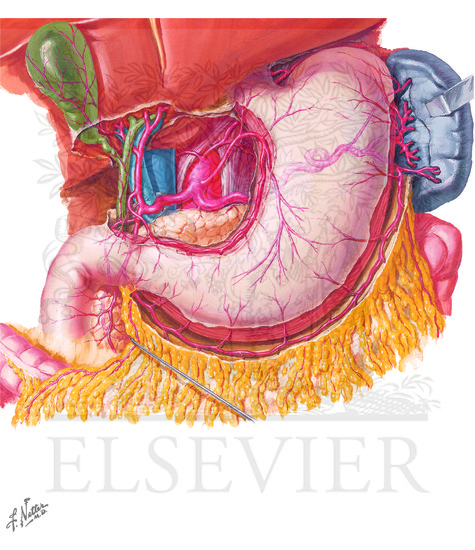 Blood Supply Of Stomach And Duodenum Arteries Of Stomach Liver And 