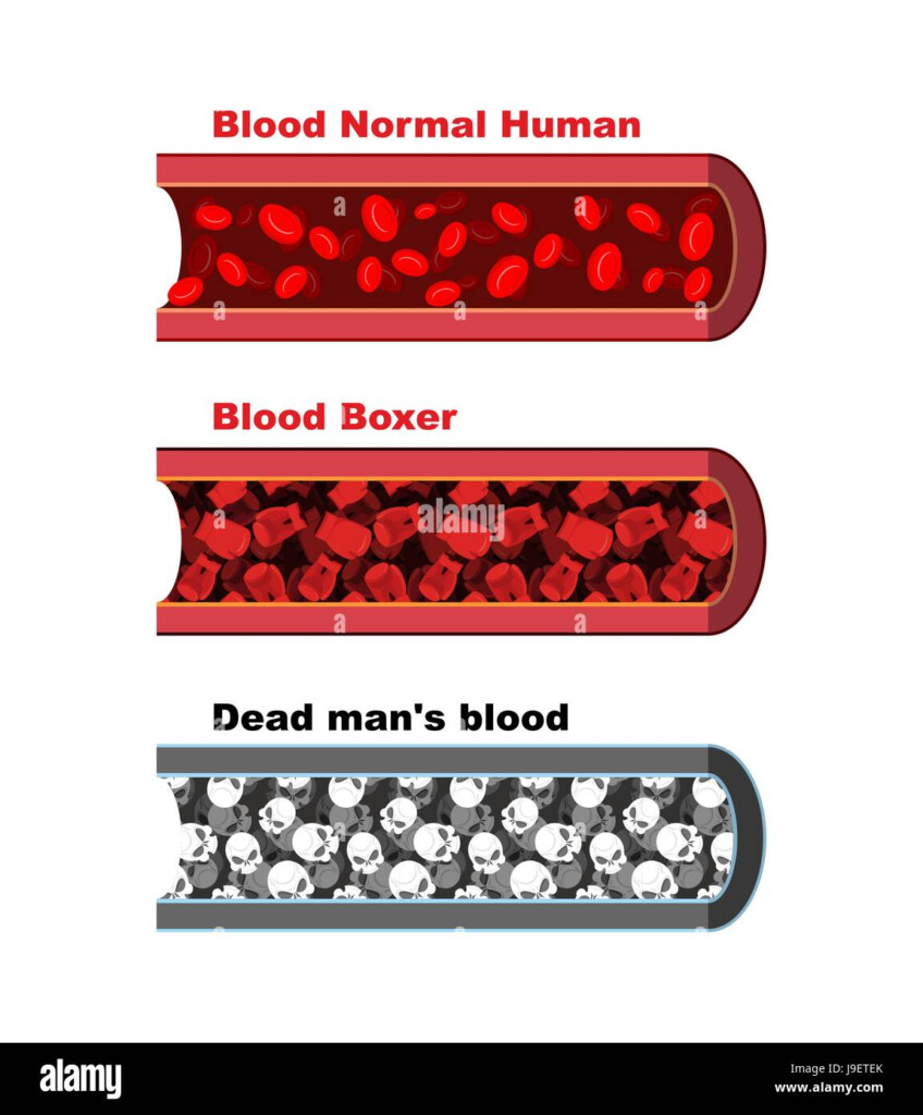 Blood Vessel Flow Chart