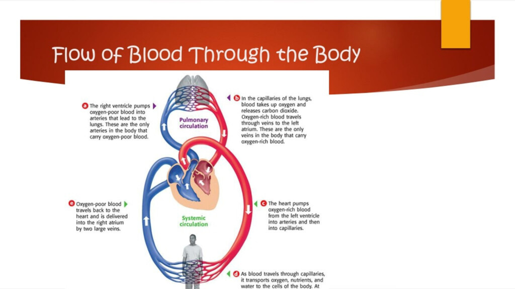Body Blood Flow Chart