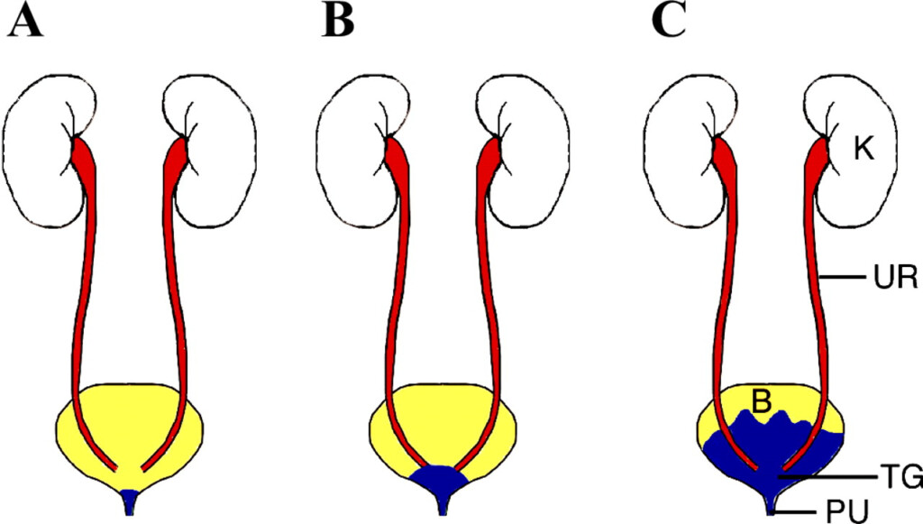 Body Cavity Diagram ClipArt Best