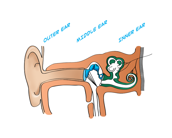 Body Cavity Diagram ClipArt Best