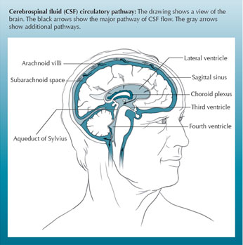 Brain 101 The Ventricles And CSF Flow Hydrocephalus Association