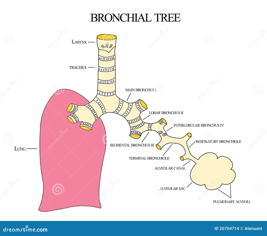 Bronchial Tree Flow Chart Bronchial Tree Left Main Bronchus Human 