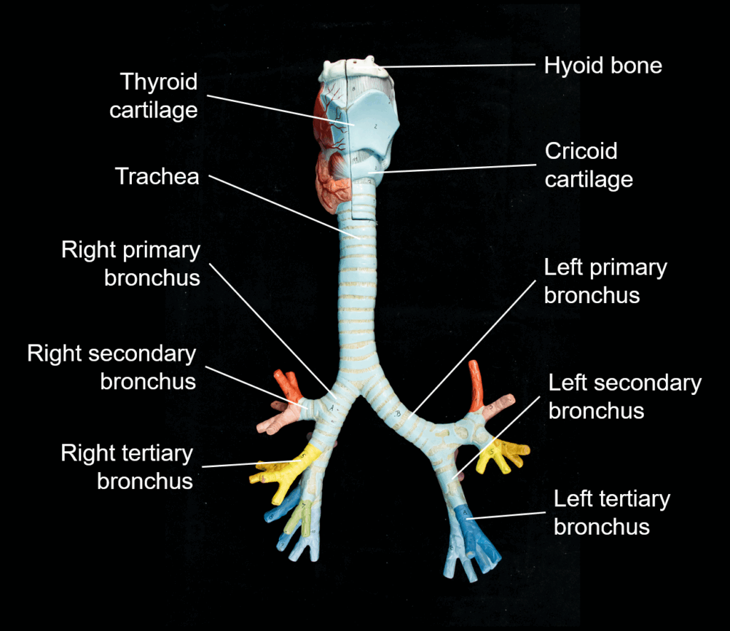 Bronchial Tree Flow Chart Bronchial Tree Left Main Bronchus Human 