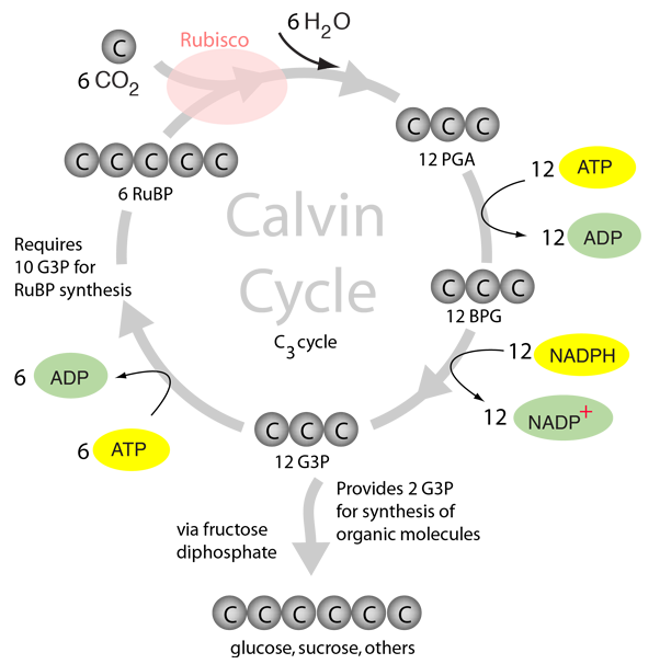 Calvin Cycle Biology Simple