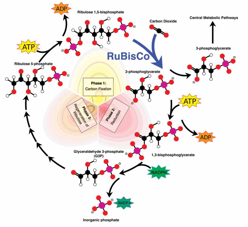 Calvin Cycle Chart
