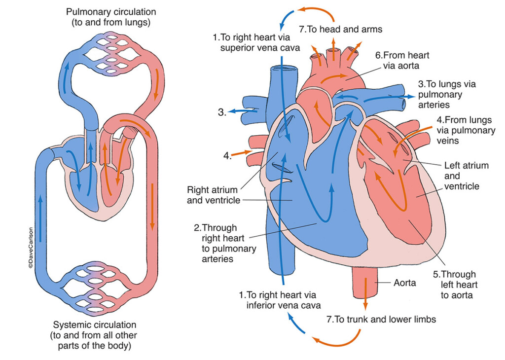 Cardiovascular Networks Generalized Carlson Stock Art
