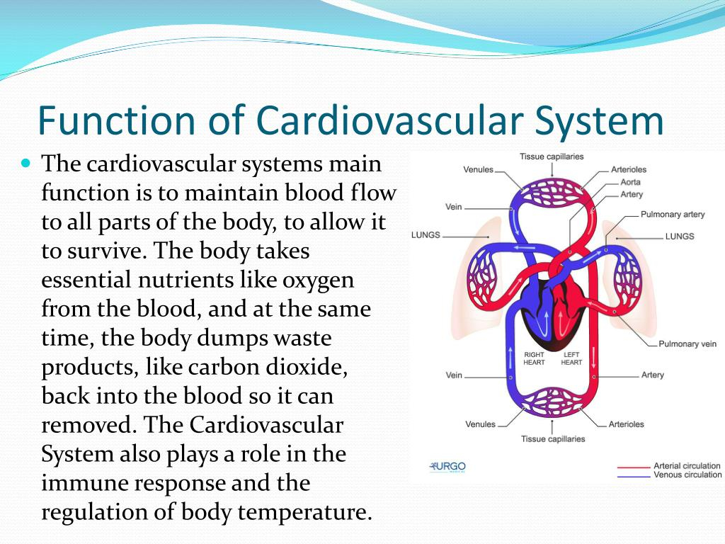 Cardiovascular System Parts And Functions