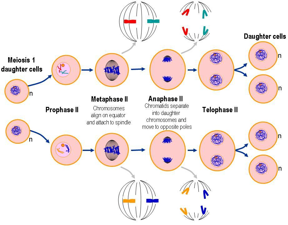 Cell Division